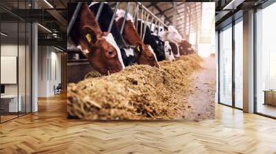 Group of cows at cowshed eating hay or fodder on dairy farm. Wall mural