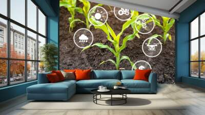 Growing corn seedling in cultivated field with modern technology concept. Smart agriculture. Wall mural