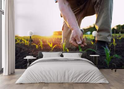 Unrecognizable field worker or agronomist checking health of corn crops in the field. Wall mural