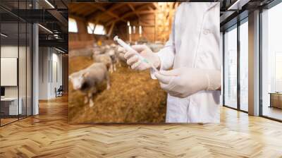 Veterinarian at cattle farm holding syringe and taking care of livestock health. Wall mural