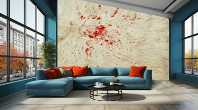 A piece of wool skin with red blood stains. Blood stains on wool skin. Blood stains on the back of wool skin.Bloodstained wool. Wall mural