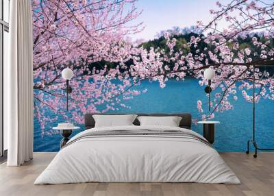 Cherry blossoms blooming in the blue lake in the Summer Palace Wall mural