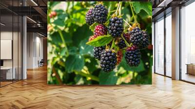 Blackberry on the bush in the farm garden Wall mural