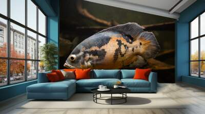 Astronotus ocellatus. Freshwater fish Wall mural