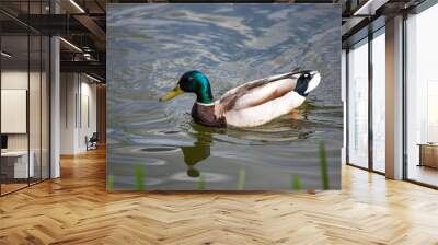 duck on the water Wall mural