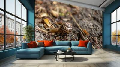 snail Wall mural