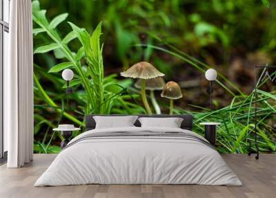 toadstool mushrooms in the forest Wall mural