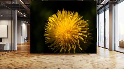 Yellow dandelion flower. Dark background Wall mural