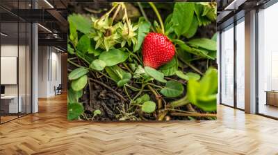 Strawberry berry in the farm garden Wall mural