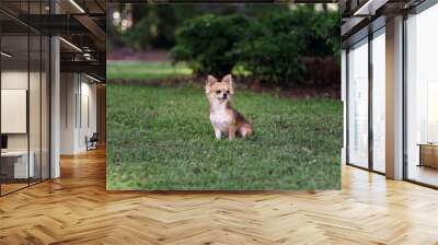 Beautiful small red and creamy dog is sitting on green grass and looking around. Chihuahua is in summer green landscape Wall mural