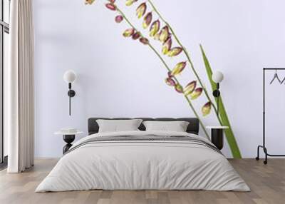 Briza media grass on a white background. Perennial Common Quaking Grass - Briza media Calcareous Grass. Spikes of the common quaking grass. Wall mural