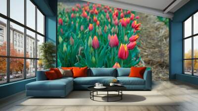 Colorful field with blooming tulips in different colors. Holland tulips bloom in an orangery in spring season. Wall mural