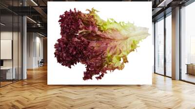 Fresh Oak Leaf lettuce isolated on white background   Wall mural