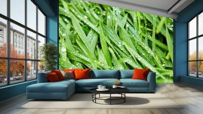 Water drops on the green grass. Background Wall mural