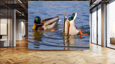 two ducks in a lake Wall mural