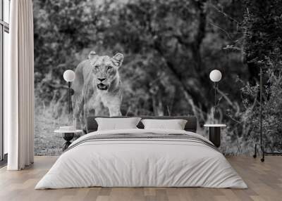 Female lioness walking in the savanna black and white monochrome wildlife landscape Wall mural