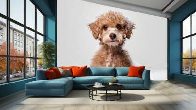 Humorous image of a poodle taking a bath Wall mural