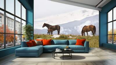 Horses on a mountain pasture Wall mural