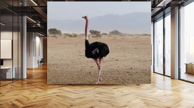 Male African ostrich walking Wall mural