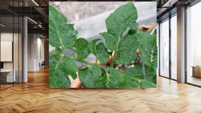 Aphids and other pests covering the leaves of a tomato plant in a home garden Wall mural