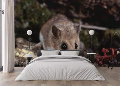 White-Footed Mouse (Peromyscus Leucopus) Wall mural