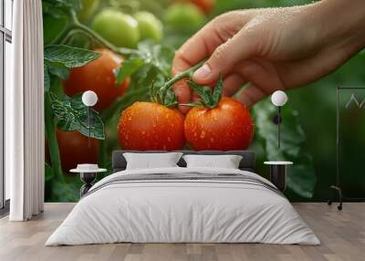 A lone hand picks a ripe tomato from the vine, emphasizing the connection between agriculture and food. Wall mural