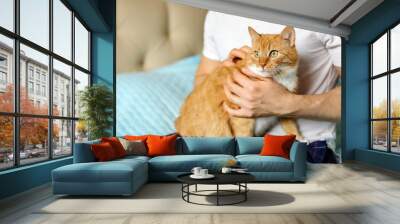 Close-up of a smooth-haired domestic cat with a red and white coat sitting on the hands of a man and looking away with green eyes. The owner strokes the pet with his hands Wall mural