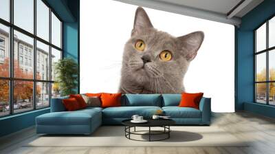 gray british cat on the white background Wall mural