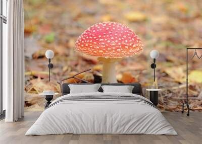 fly agaric mushroom in the fall forest Wall mural