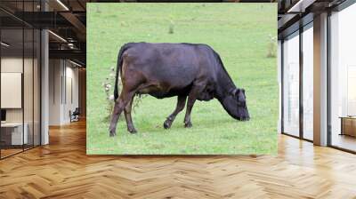 large brown cow grazing in a field Wall mural