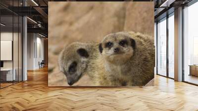 stunning meerkat Wall mural