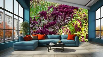 Different types of amaranth shoots growing in a home garden. Wall mural