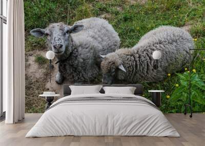 Gray lambs pinch grass in the meadow and drink water. Wall mural