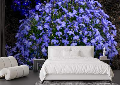 Lobelia bush with blue flowers in a flower bed in the garden. Wall mural