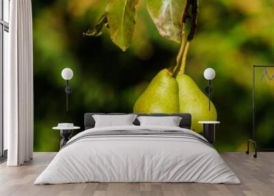 Two ripe pears hang on a tree branch in the garden. Wall mural