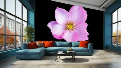 Pink rose hip flower isolated on black. Wall mural