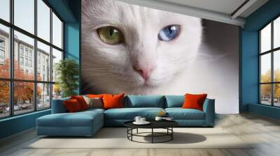 Beautiful snow-white pedigreed cat with amazing different multi-colored eyes on a sunny day. Wall mural