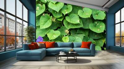 Tropical vines with purple flowers Wall mural