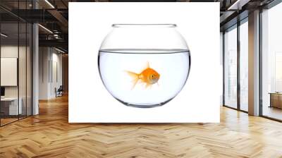 a golden fish in a bowl Wall mural