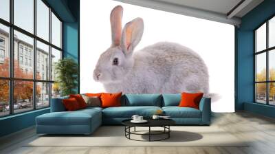 rabbit against white background Wall mural