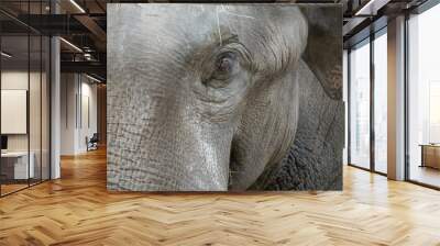 elephant, mammal, eye, wildlife Wall mural