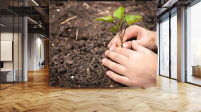 two hands of kid were planting seedling on soil. people planting tree concept. Wall mural