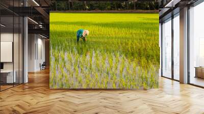 Indian female labourer/woman cultivating in the fields of Quepem in Goa, India Wall mural