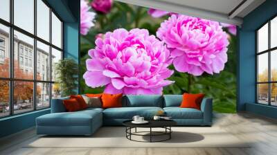  pink peony grows on a flower bed Wall mural