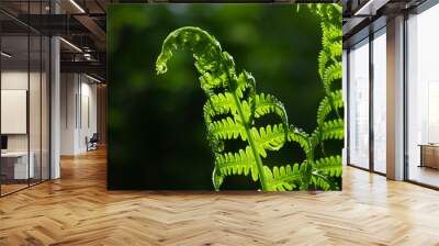 banner spring bright green fern background Wall mural