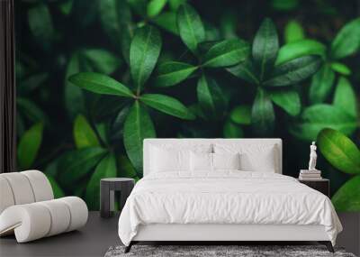 Green plant foliage nature background, top view banner. Wall mural