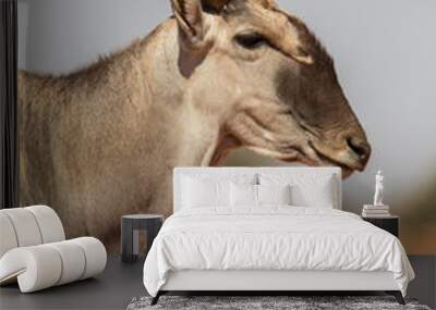 Common eland portrait (Taurotragus oryx), Etosha National Park, Namibia Wall mural