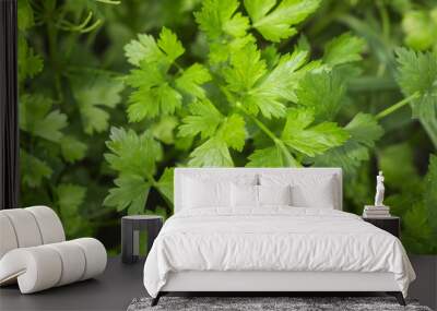 fresh green parsley growing in the vegetable garden  Wall mural