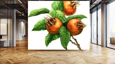 Ripe common medlar fruit, loquat, mespilus germanica, isolated, watercolor illustration Wall mural