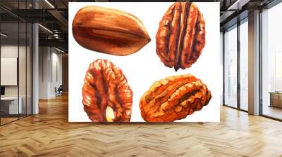 Tasty pecan nut, whole nuts in skins and pecan halves peeled, dried pecans set, close up, isolated, hand drawn watercolor illustration on white background Wall mural